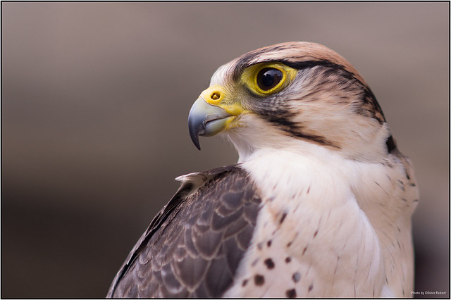 falcon-25072