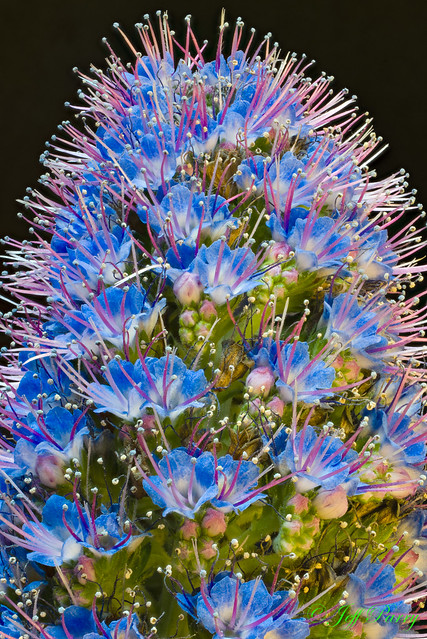 Pride of Madeira flower macro