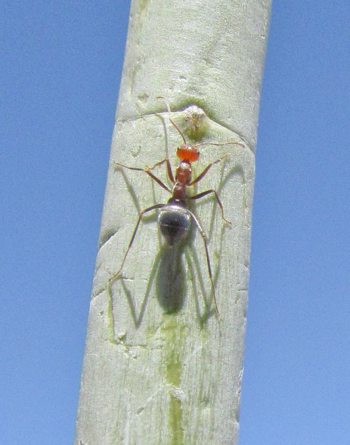 Apocynaceae,  Asclepias albicans, Ant on Whitestem Milkweed