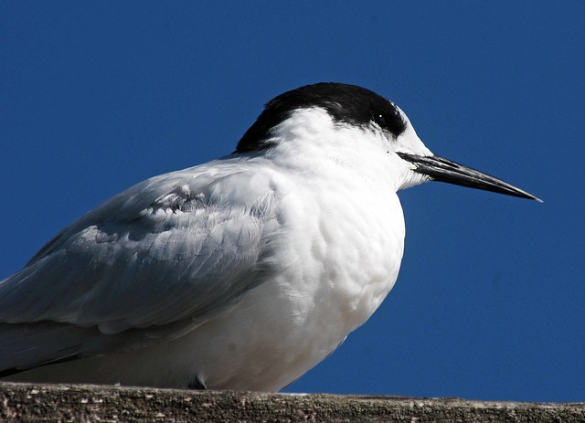 White fronted tern (Sterna striata)