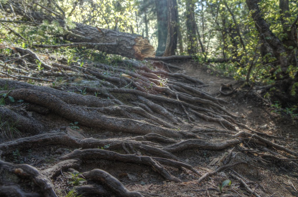 Box Spring Trail #22A