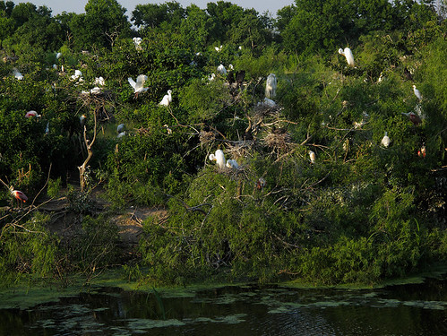 birds texas egret rookery nesting highisland texasbirds houstonaudubon uppertexascoast smithoaks slbnesting
