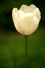 006244 - Tulipán