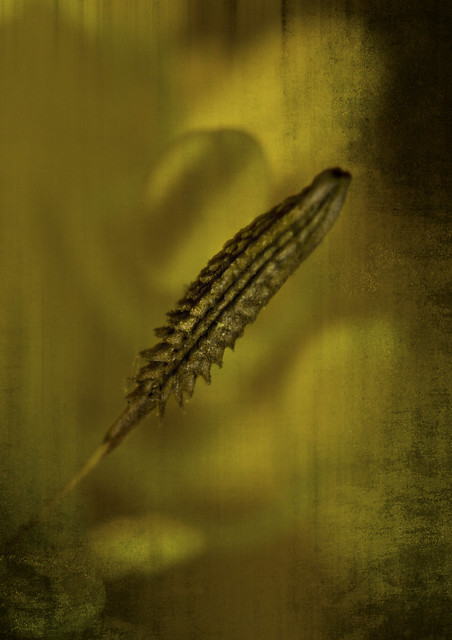 Dandelion parachute stem becomes Art