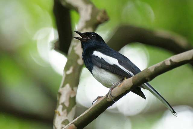 Oriental Magpie-Robin (Copsychus saularis musicus)
