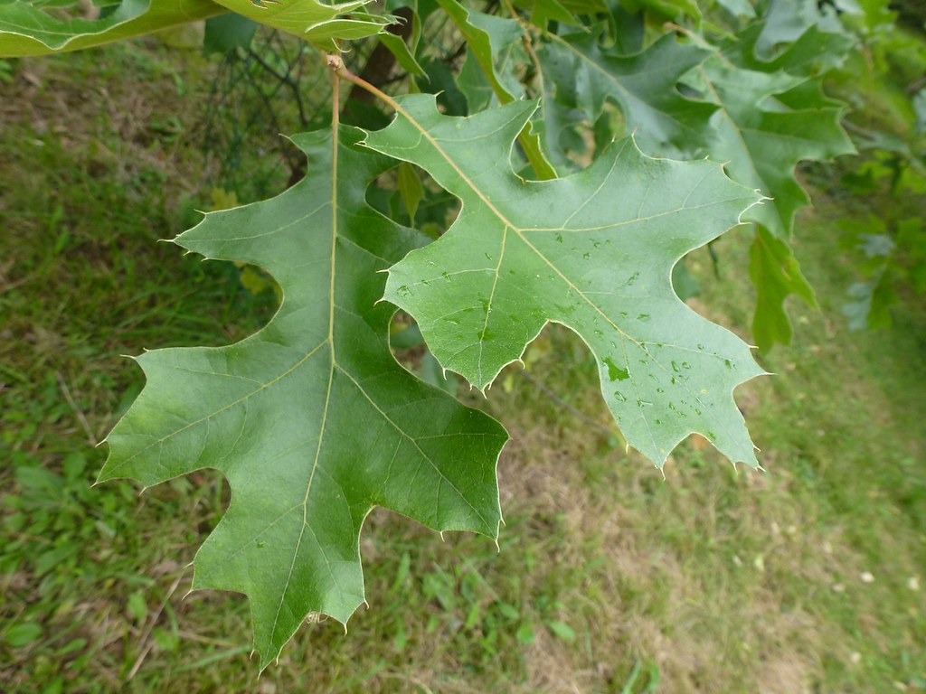Quercus velutina Lam. 1785 (FAGACEAE) | Sinónimo: Quercus ti… | Flickr