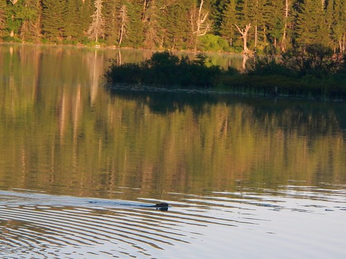 strattonpond appalachiantrail vermont beaver 2012