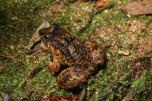 The Namie’s frog ( Limnonectes namiyei - Frogs of Okinawa