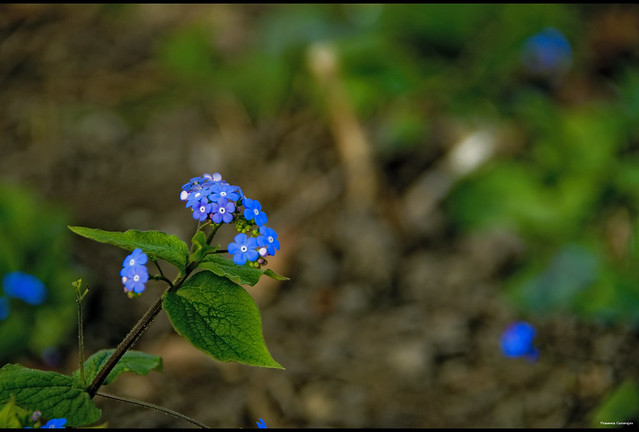 Tiny Blues of the Spring