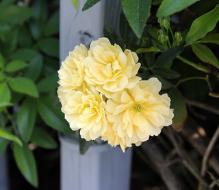 Yellow Roses | Matt Malone | Flickr