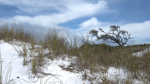 tree beach landscape nikon d7000