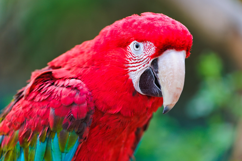 Red parrot | This picture of a red macaw marks the start of … | Flickr