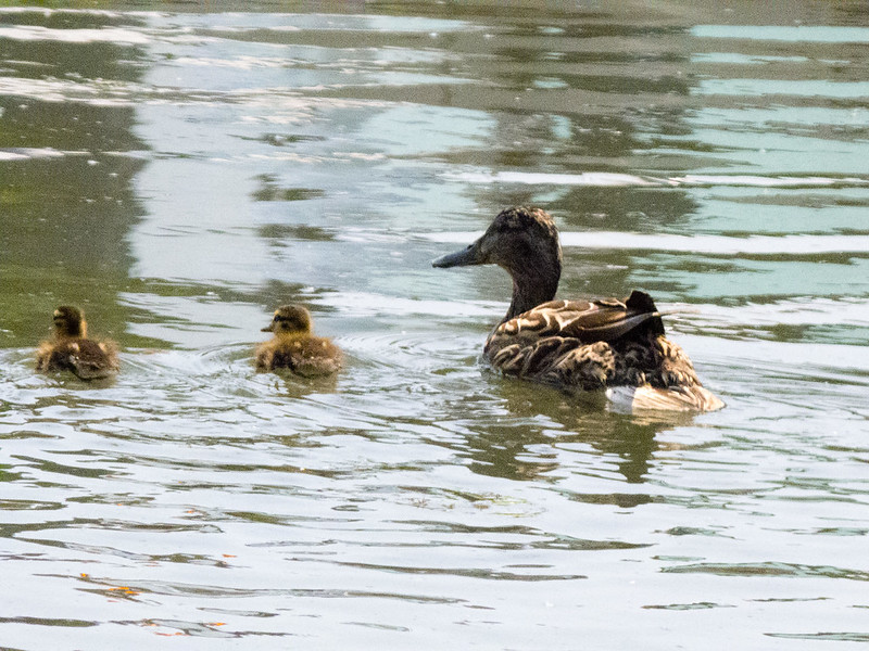 Duck and ducklings series