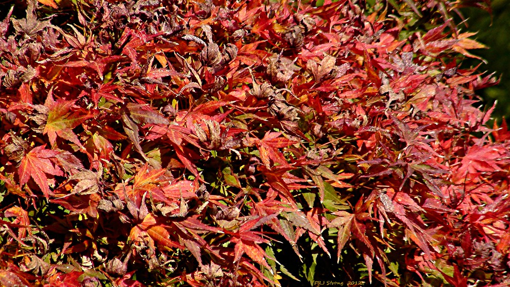 DSC08574 rsz s tag | Flush of Autumn colour in my garden