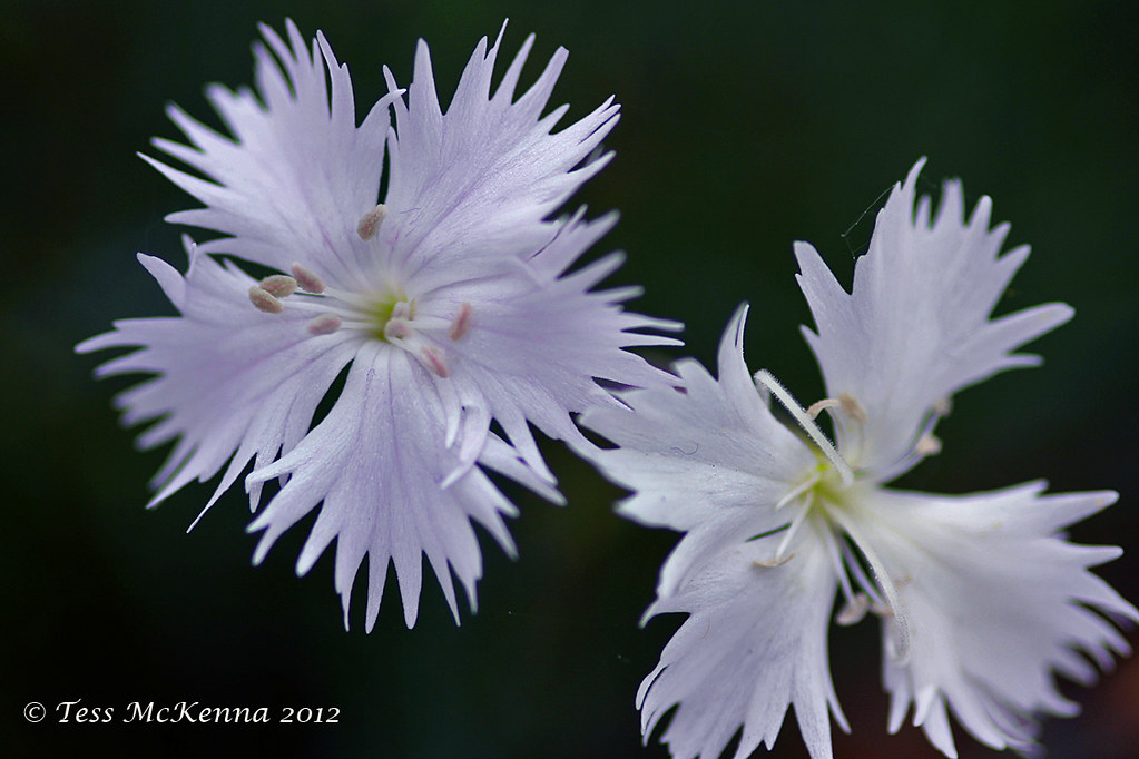 Stars 033 copy (Dianthus Monspessulanus) Explored:Jun 14, 2012 #77 by Treasa Ui Cionaodha