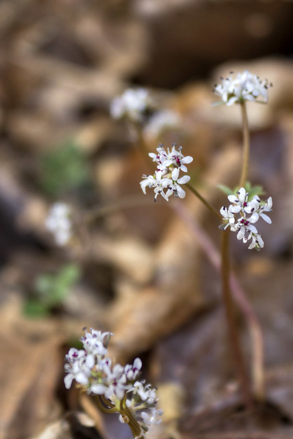 Saxifraga virginiensis, Wash Morgan Hollow, Jackson County, Tennessee