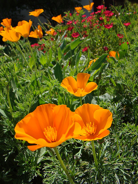 California native plants - California Poppy - Eschscholzia californica
