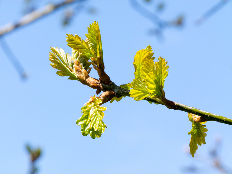 Oak leaves beginning to open