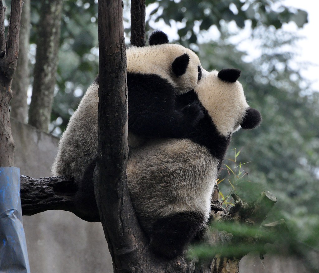 Обнять панду. Панды обнимаются. Панда обнимашки. Панды целуются. Две панды обнимаются.