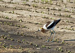 American Avocet, Recurvirostra americana and soy beans