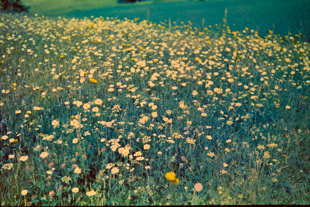 Цветы на горе луг цветы Минимализм. Фотограф Thomas Peschak. Field description