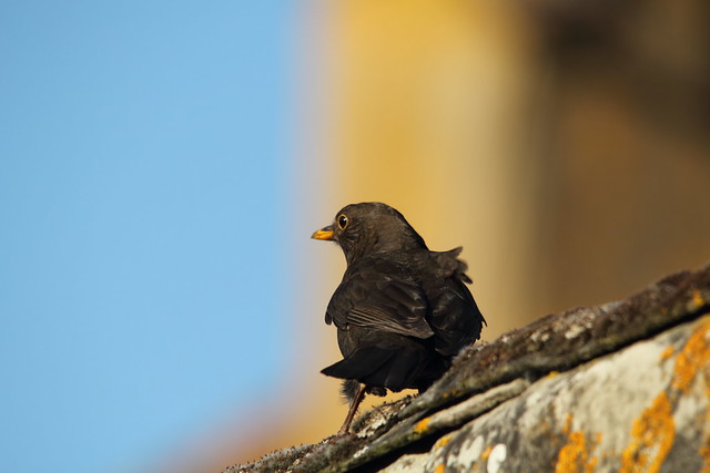 Bring Back an Oldie -  May 2012 - Canon 60D - Blackbird Close-up