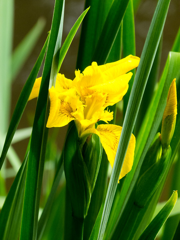 Yellow flag iris flower