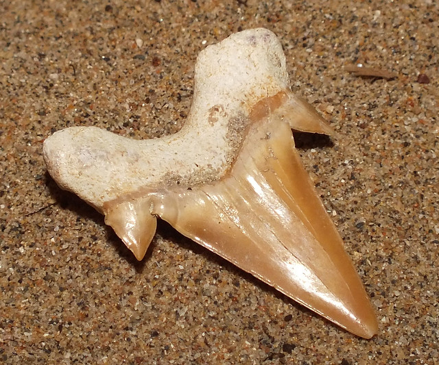 Extinct mega-toothed shark (†Otodus obliquus) juvenile tooth fossil