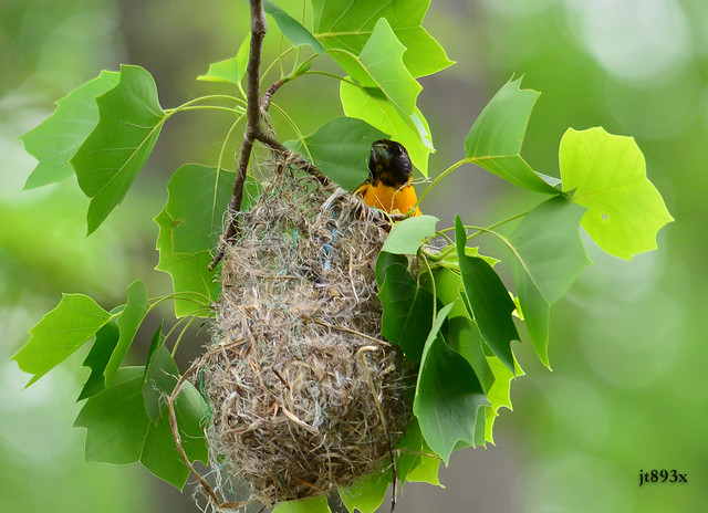 Baltimore Oriole in Nest