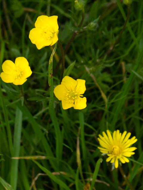 Buttercups and a dandelion