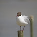 Flickr photo 'Black Headed Gull on post' by: Chris_Moody.