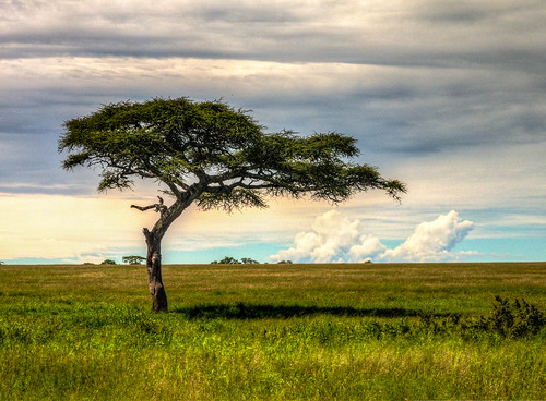 trees tanzania mara hdr hdri naturelandscape