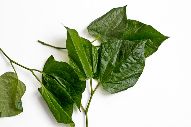 Wild Betelblad of peperblad