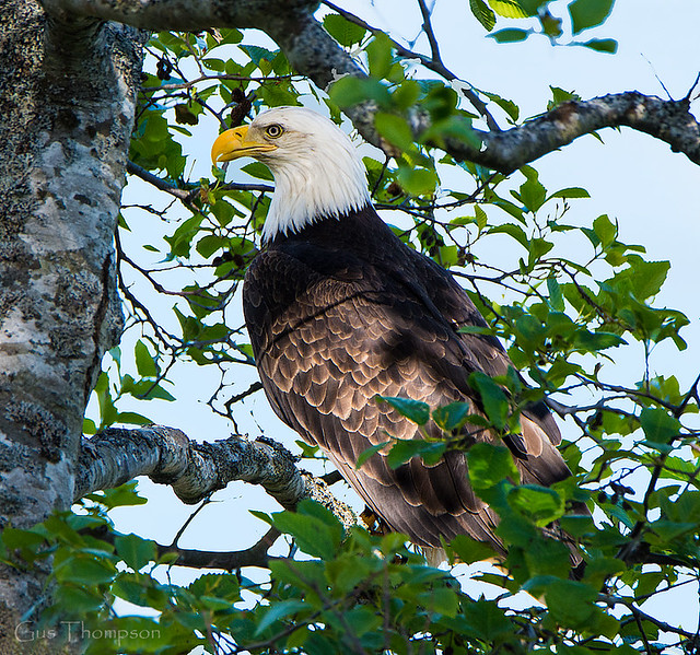 Eagle in a Very Tall Tree