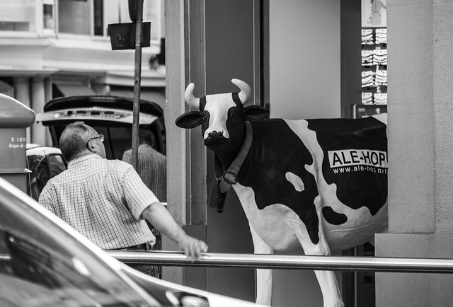 A cow in Gran Vía. Una vaca en la Gran Vía. Madrid.