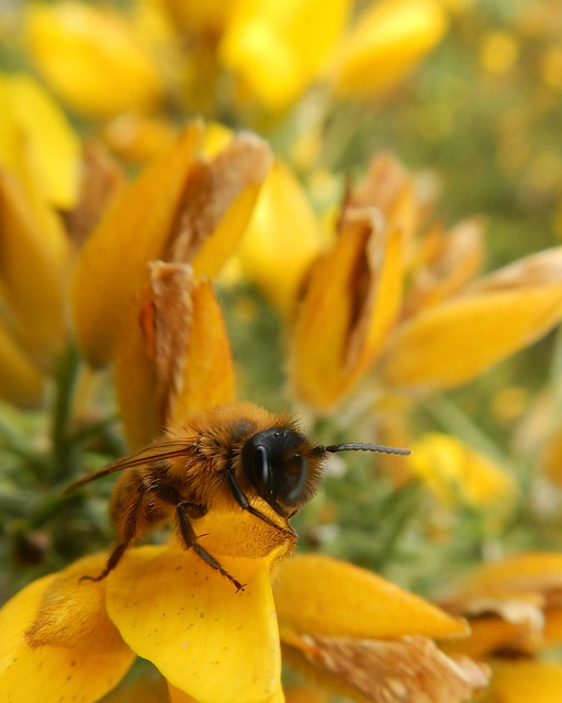 British Bug Week 1 - 2012, Saturday - Bee-utiful