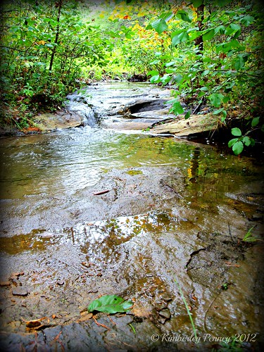 park trees water creek forest woodland woods rocks stream brook