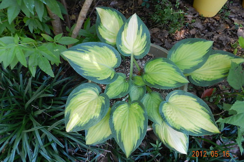 Hosta in containers