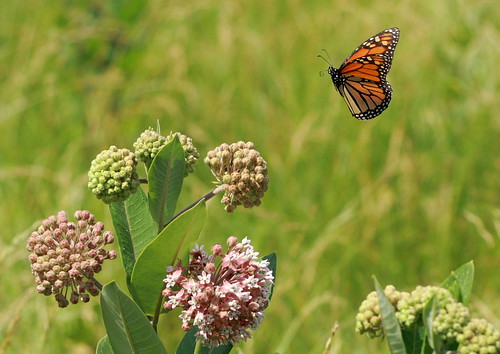 butterfly illinois meadow monarch incoming milkweed godfrey danaus plexippus