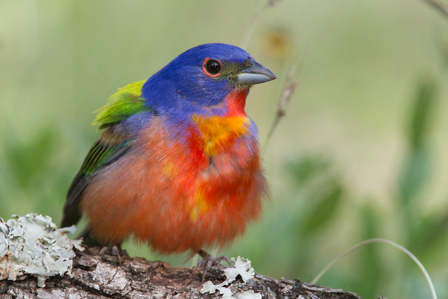 Painted Bunting  - Texas Guadalupe State parK