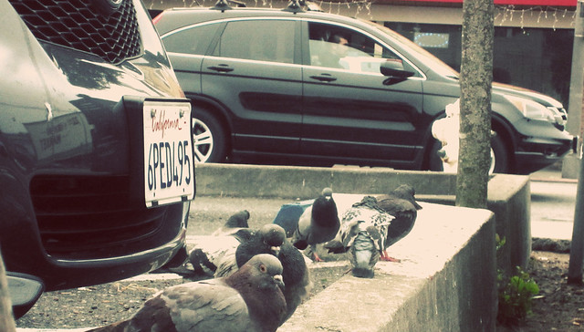 Pigeons at Wallgreens Parking Lot; The Sunset, San Francisco (2012)