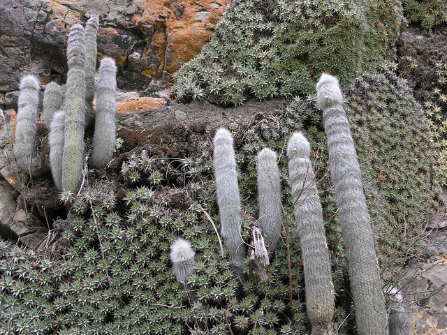 Cactus y Suculentos - Departamento de Tarija, Bolivia