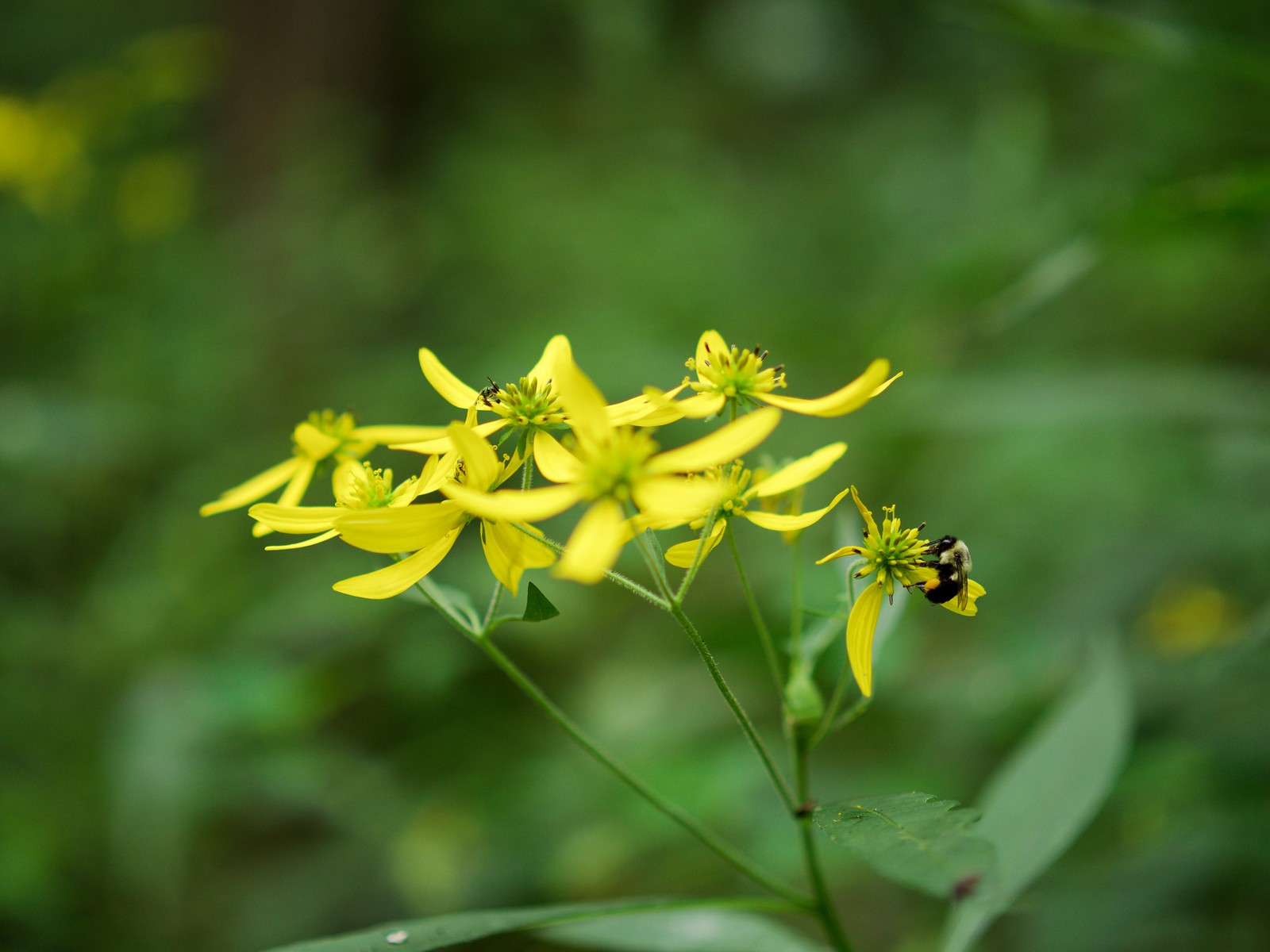 Clifton Gorge State Nature Preserve