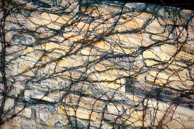 Winter Vines on a Stone Wall