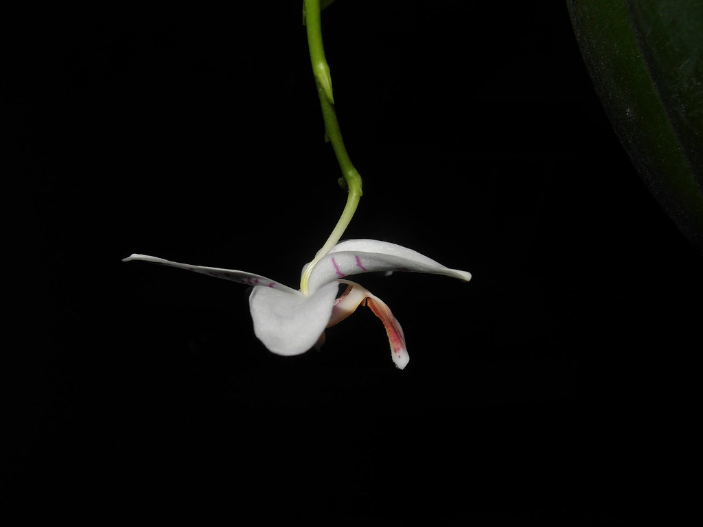 Phalaenopsis amabilis x tetraspis (Helga Lukassen) - Seite 2 32496357803_ef0d71a7a7_b