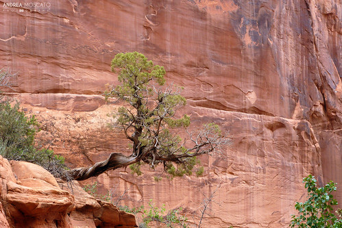 red parco usa tree nature rock wall pine america us unitedstates natural natura np roccia albero pietra statiuniti naturale andreamoscato