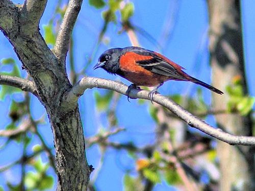 Orchard Oriole HDR  01-20160503