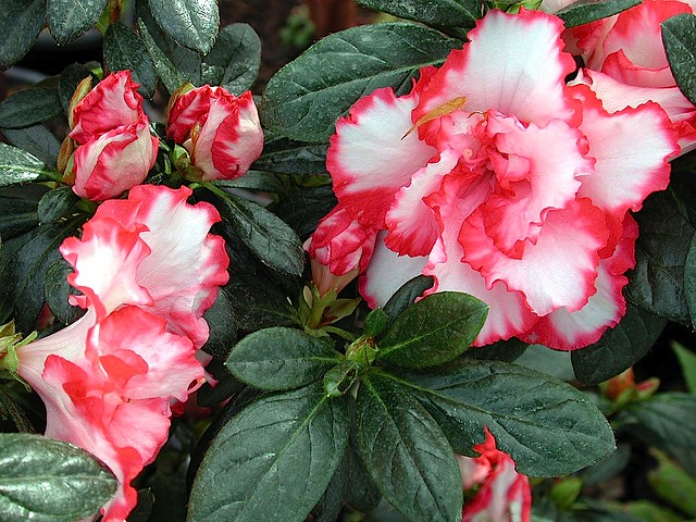 Rhododendron 'Albert Elizabeth'