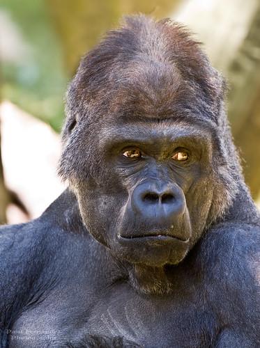 Gorilla Silverback at the Memphis Zoo, Tennessee by D200-PAUL