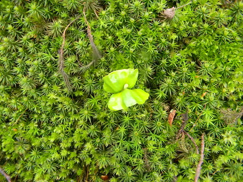 Seedling in moss Guildford to Westhumble
